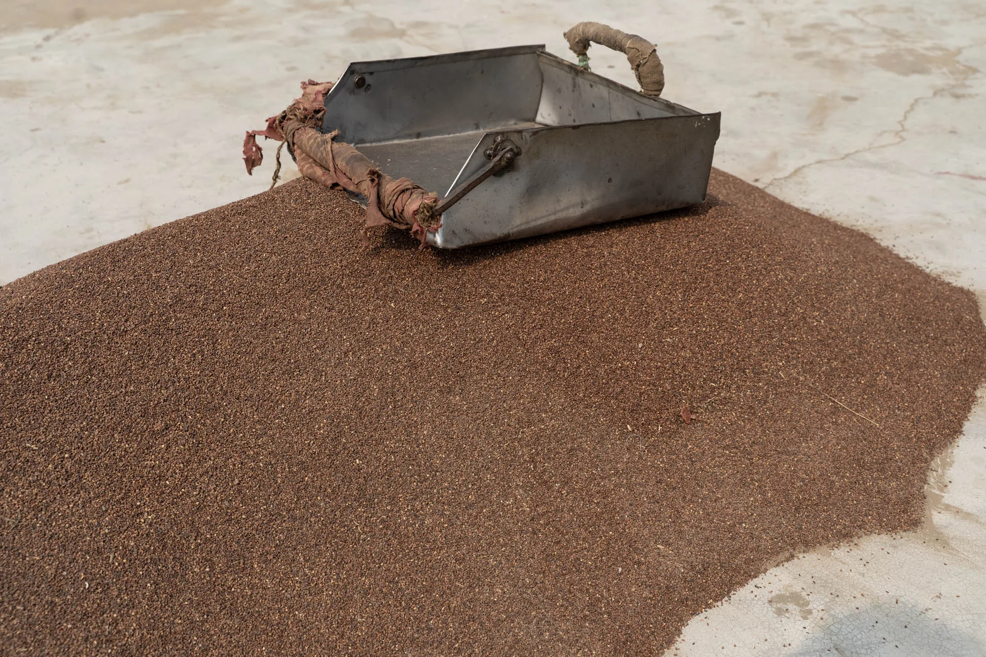 Metal scoop resting on a bed of brown sesame seeds spread across the drying floor
