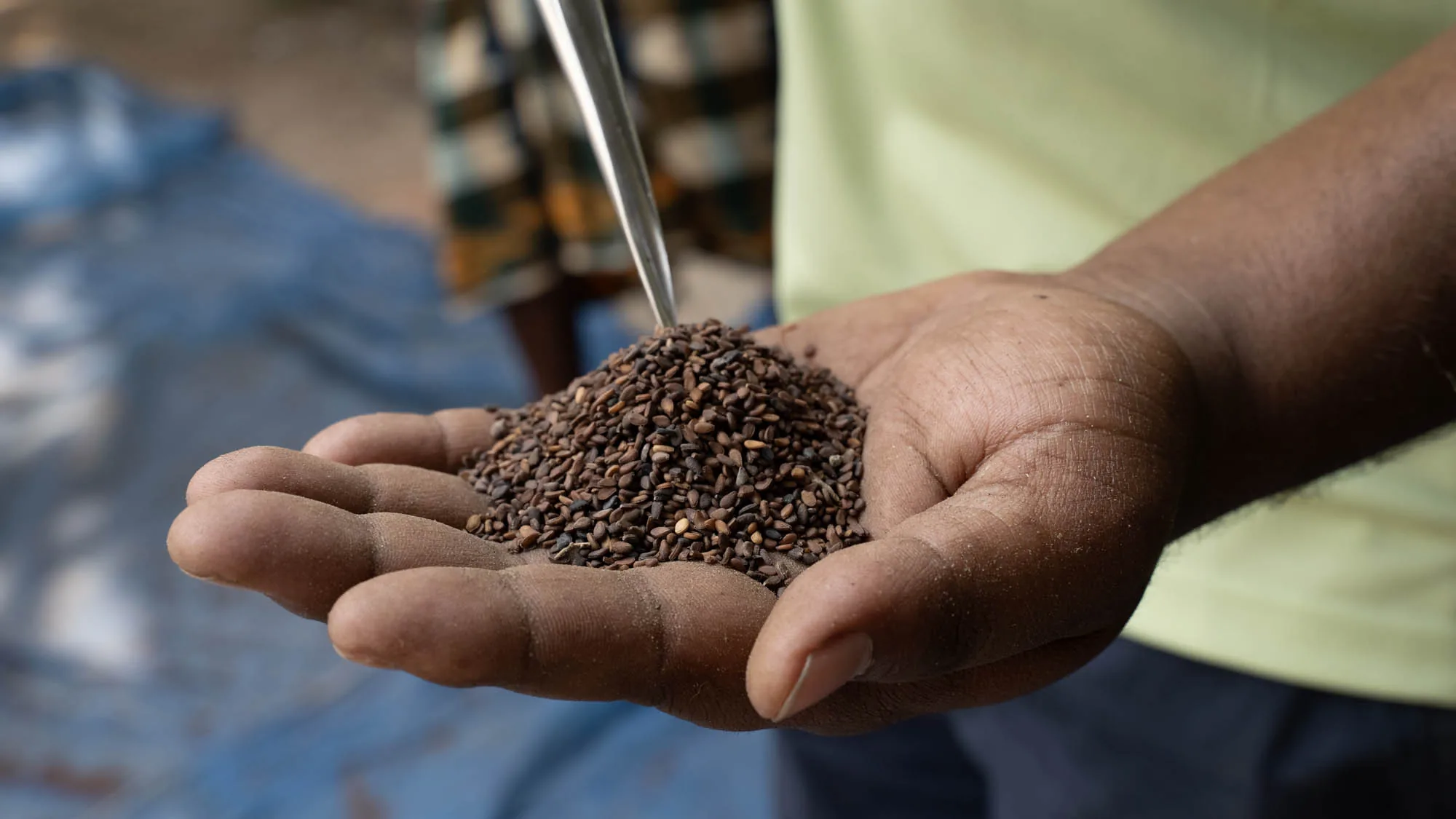 Close-up of a worker's open palm holding a mound of brown-black sesame seeds while a metal scoop pours more into the hand, checkered lungi visible behind