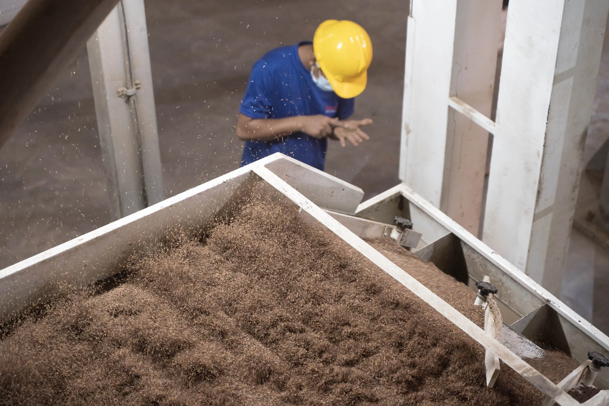 Overhead view into a sieve full of brown sesame seeds with chaff in motion