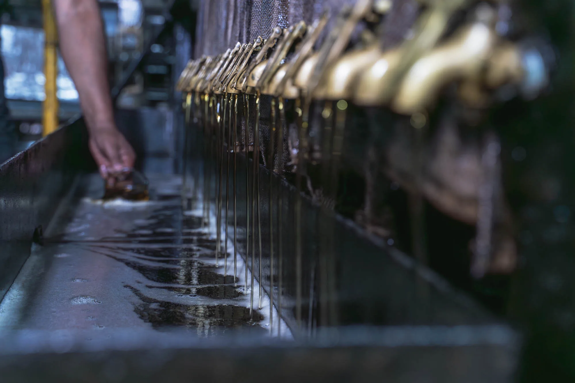 Amber crude sesame oil streaming from extraction taps at the Ullapara crushing line