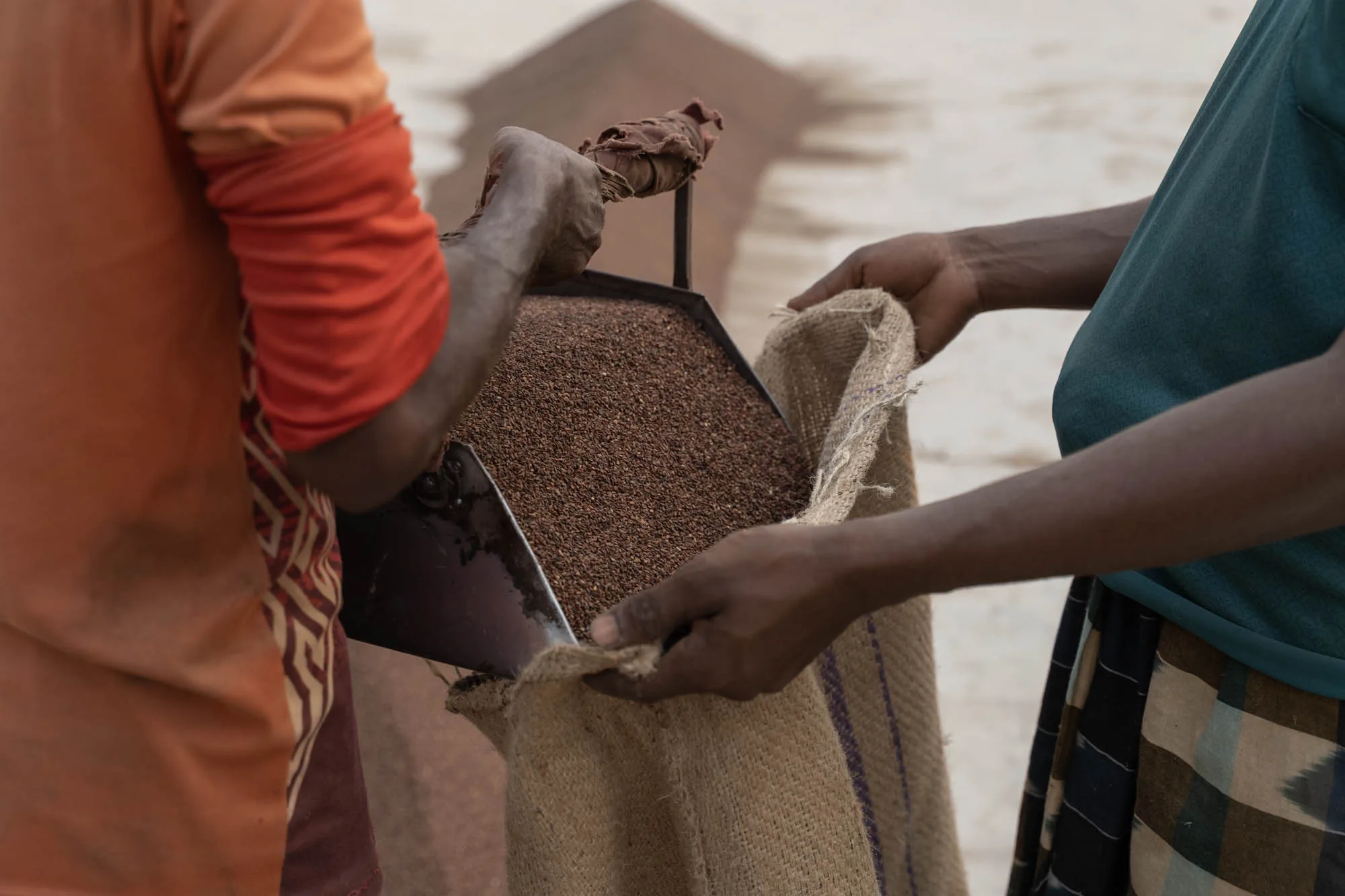 Two workers pouring brown sesame seeds from a metal scoop into a jute sack, warm natural outdoor light, orange and teal shirts visible, hands-and-material composition